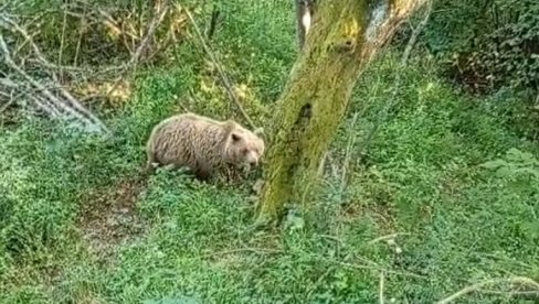 KAMERA OSTALA UPALJENA: Pobegao od medveda na Tari na drvo, a onda ga je ugledao odozdo (VIDEO)