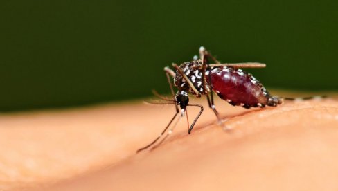PUŠTAJU U PRIRODU 32 MILIONA KOMARACA UZGAJANIH U LABORATORIJI: Svet u neverici šta Gugl planira da uradi sa sterilnim insektima