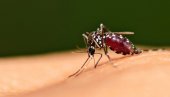 PUŠTAJU U PRIRODU 32 MILIONA KOMARACA UZGAJANIH U LABORATORIJI: Svet u neverici šta Gugl planira da uradi sa sterilnim insektima