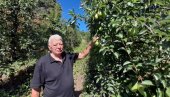 TESTERA POKOSILA KRUŠKE I BOŽIDARA: Domaćinu iz sela Radonjica kod Leskovca uništen voćnjak star 18 godina