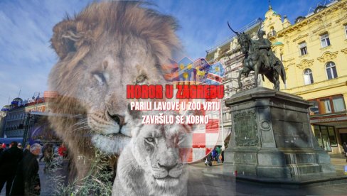 UŽAS U ZOO VRTU: Hrvati parili lavove, završilo se kobno - mužjak ubio ženku (VIDEO)