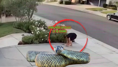 ISKOČILA IZ RUŽA: Kamera snimila kad je opasna otrovnica ujela ženu - otrov krenuo da deluje 30 sekundi posle ujeda (VIDEO)