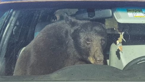 Čuo je sirenu iz svojih kola, a onda je ugledao - medveda! Morao je da upotrebi kanap (VIDEO)