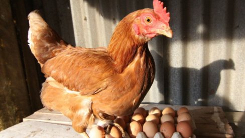 Органска производња јаја ДВОСТРУКО ШТЕТНИЈА од класичног узгоја