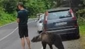 DRAMA U KOMŠILUKU: Medved ga njuši, on nepomično stoji - kada je shvatio ko je iza njega, usledio beg (VIDEO)