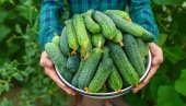 ПРЕПОЗНАЈТЕ ГОРАК КРАСТАВАЦ ПРЕ КУПОВИНЕ: 3 детаља су кључна